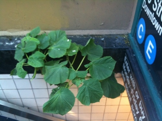 Illustration for article titled This Plant Is Your Role Model